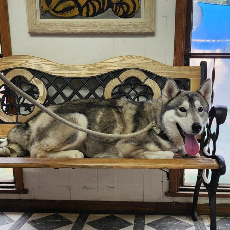 Adoptable Dog Anita