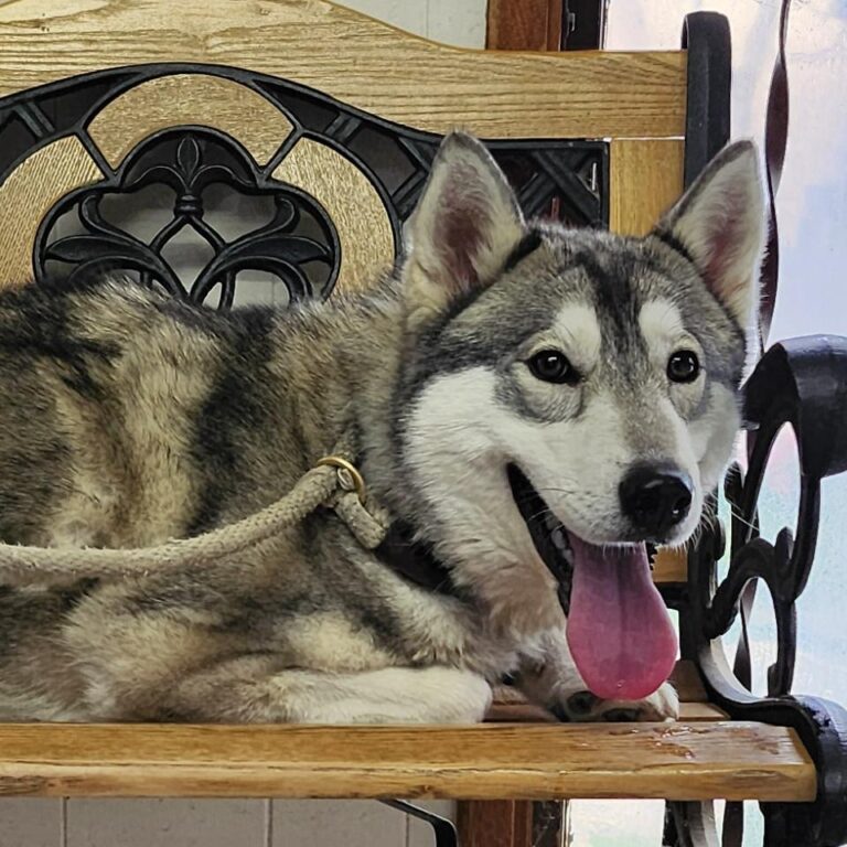 Adoptable Dog Anita