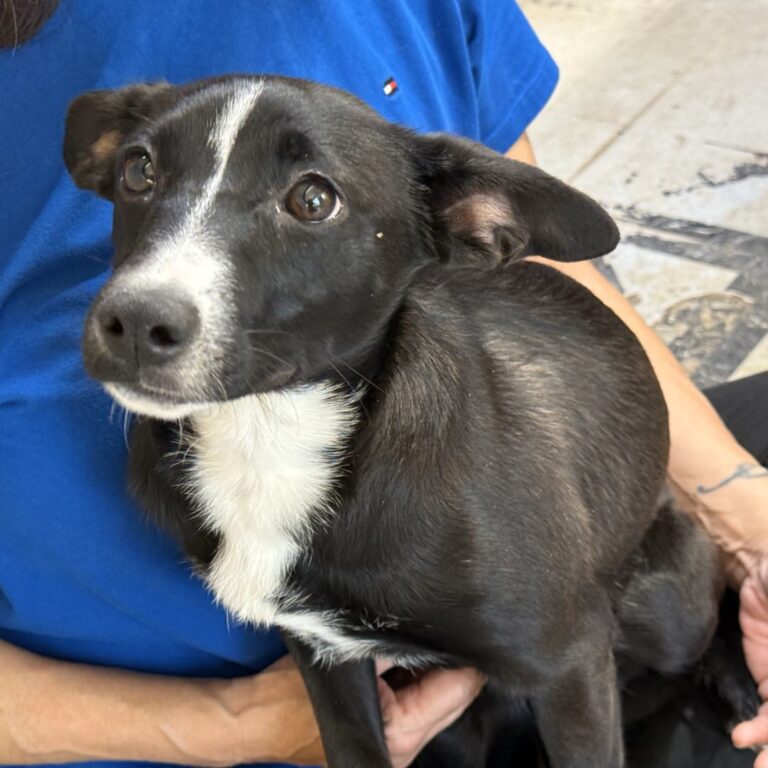 Adoptable Dog Chili