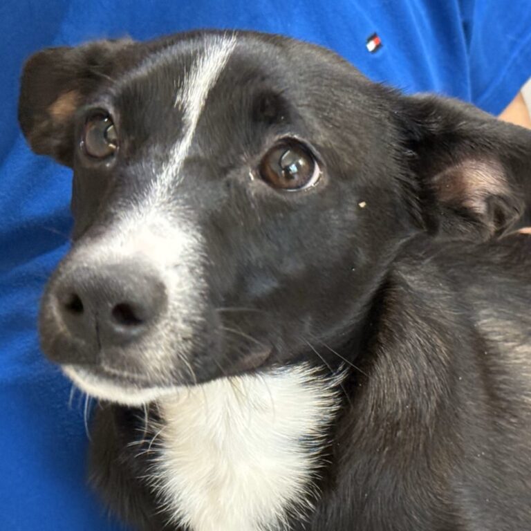 Adoptable Dog Chili