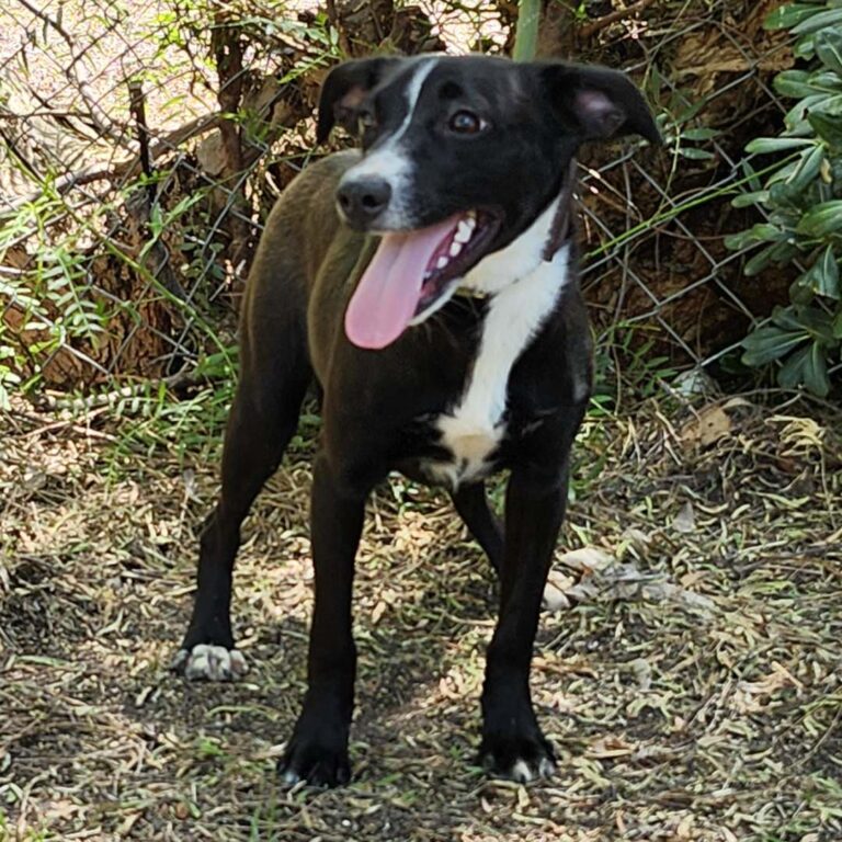 Adoptable Dog Chili