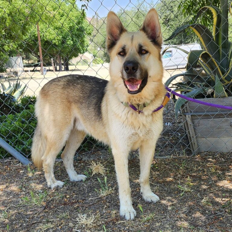 Adoptable Dog Hachi