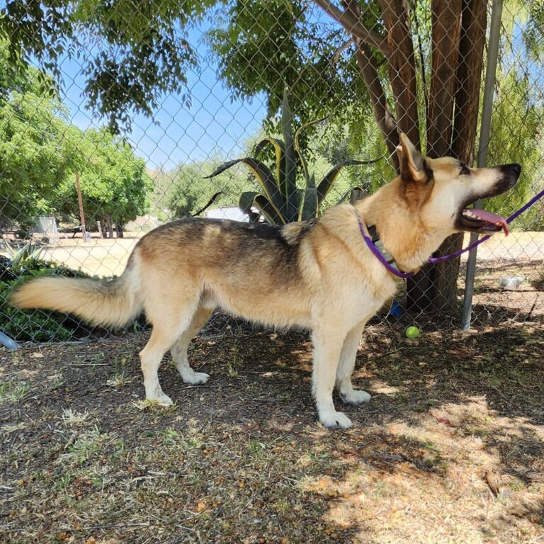 Adoptable Dog Hachi