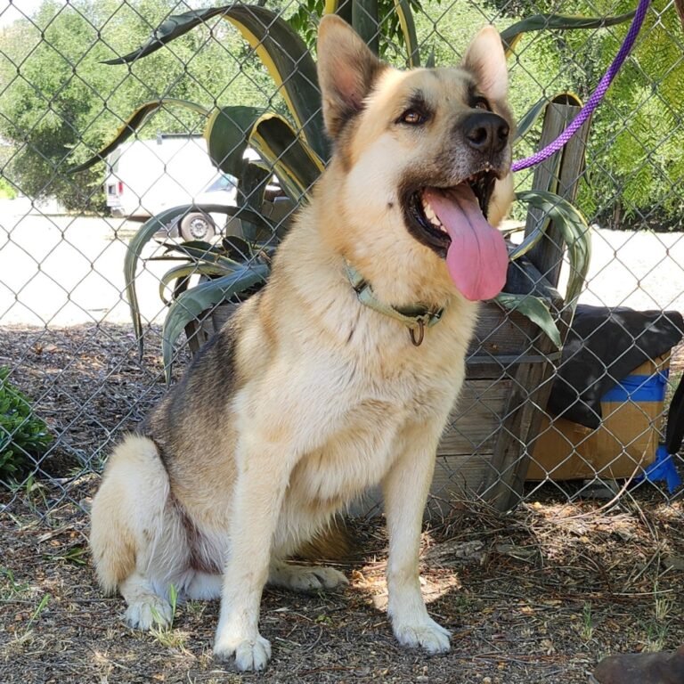 Adoptable Dog Hachi