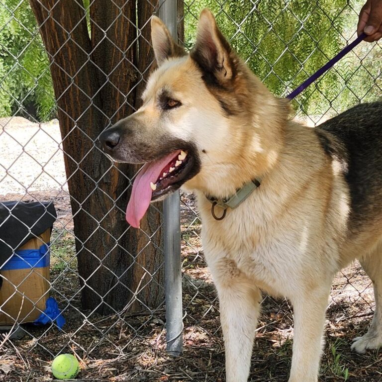 Adoptable Dog Hachi