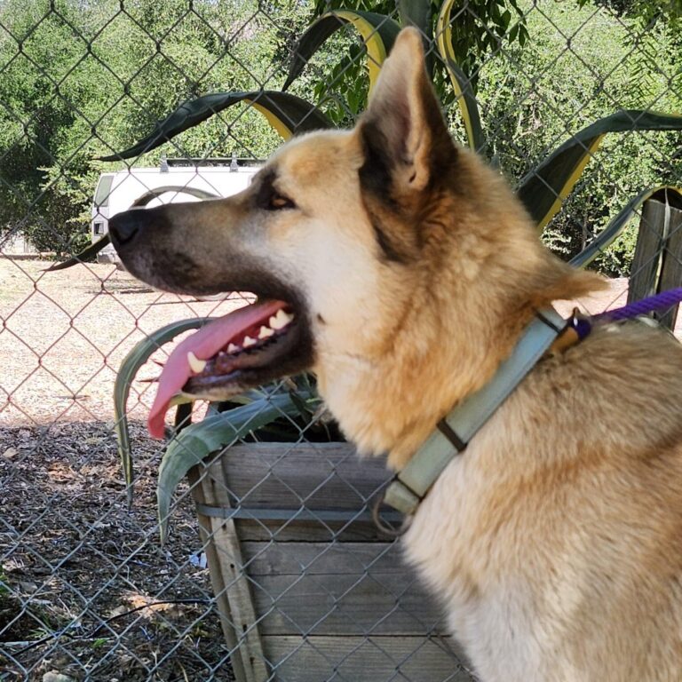 Adoptable Dog Hachi