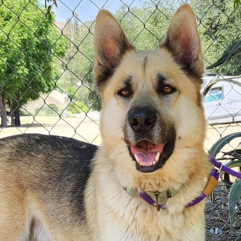 Adoptable Dog Hachi