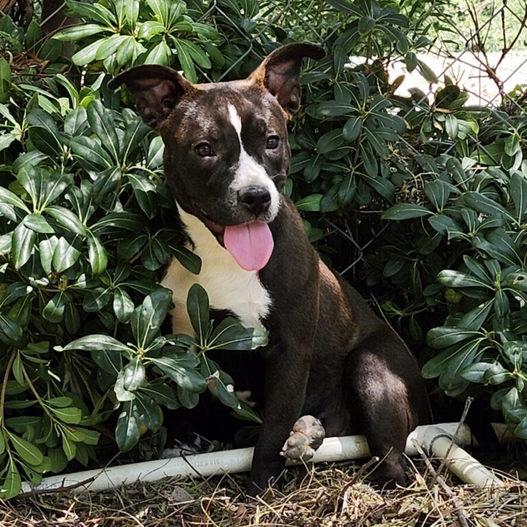 Adoptable Dog Lulu