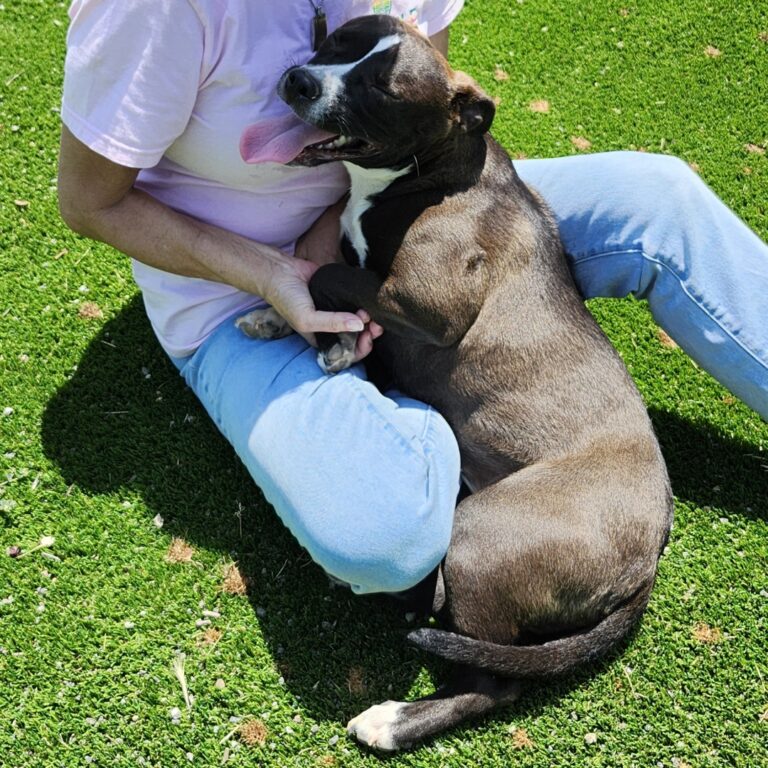 Adoptable Dog Lulu