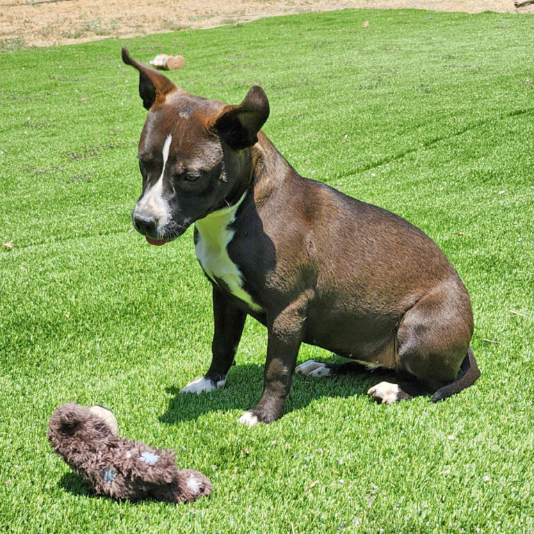 Adoptable Dog Lulu
