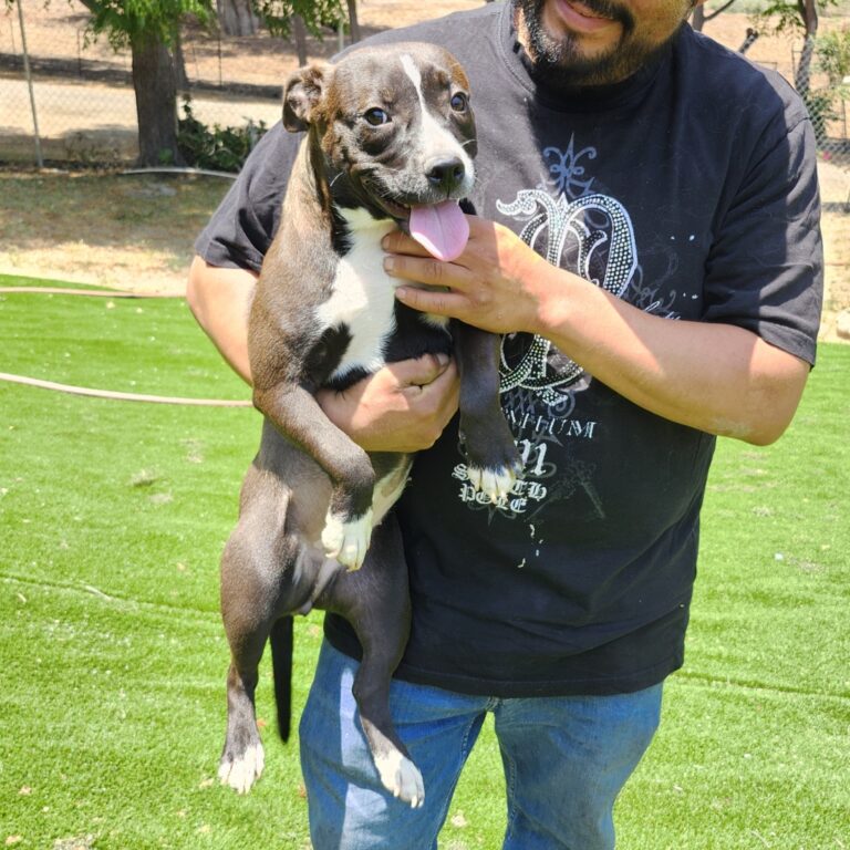 Adoptable Dog Lulu