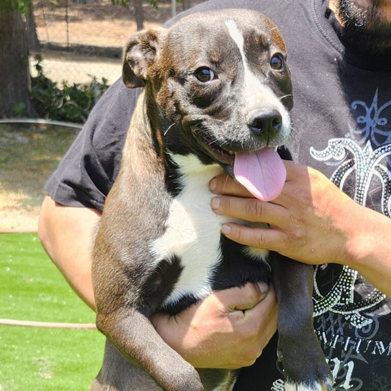 Adoptable Dog Lulu
