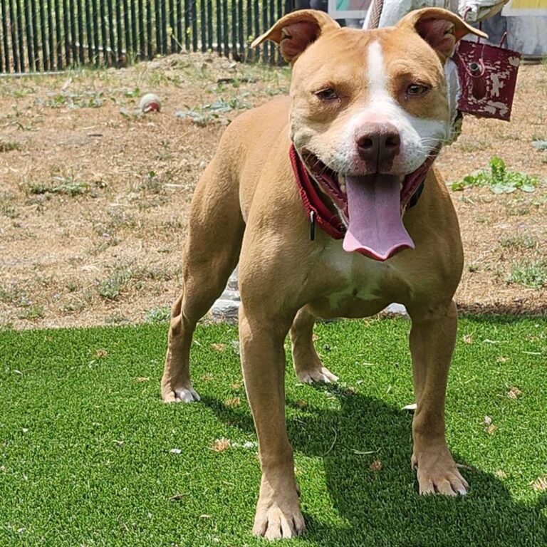 Adoptable Dog Momo