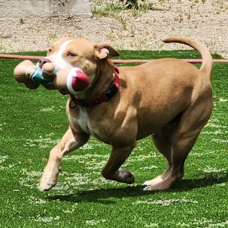 Adoptable Dog Momo
