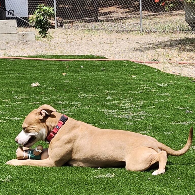 Adoptable Dog Momo