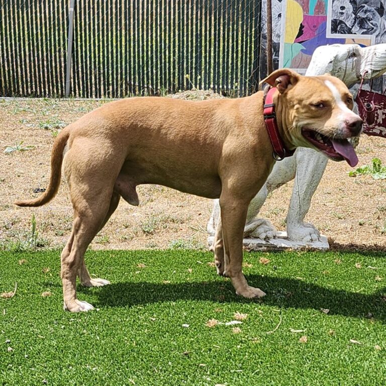 Adoptable Dog Momo