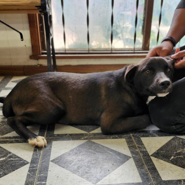 Adoptable Dog Nova