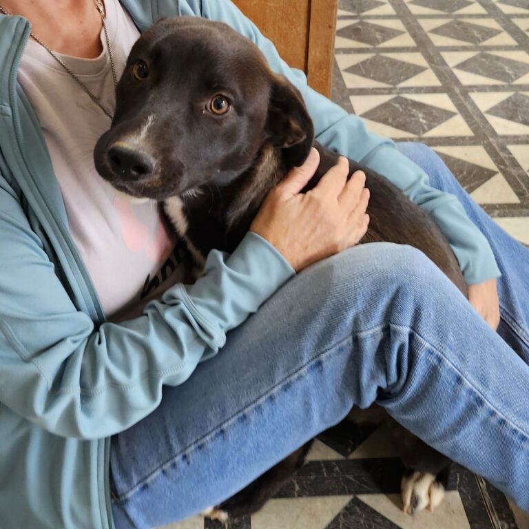 Adoptable Dog Nova