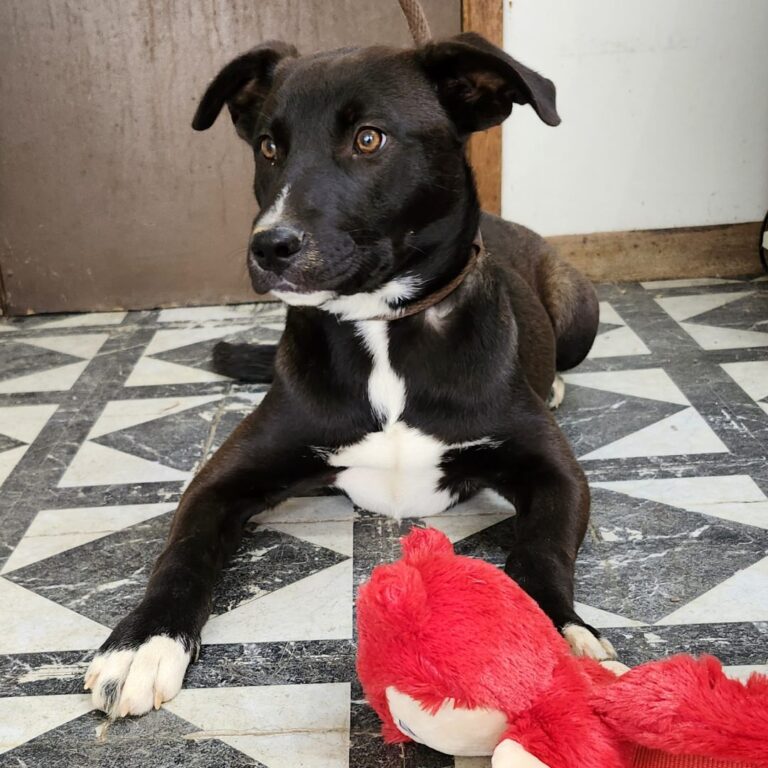 Adoptable Dog Nova