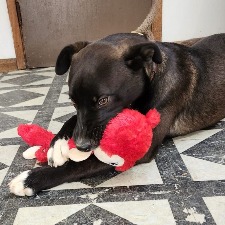 Adoptable Dog Nova