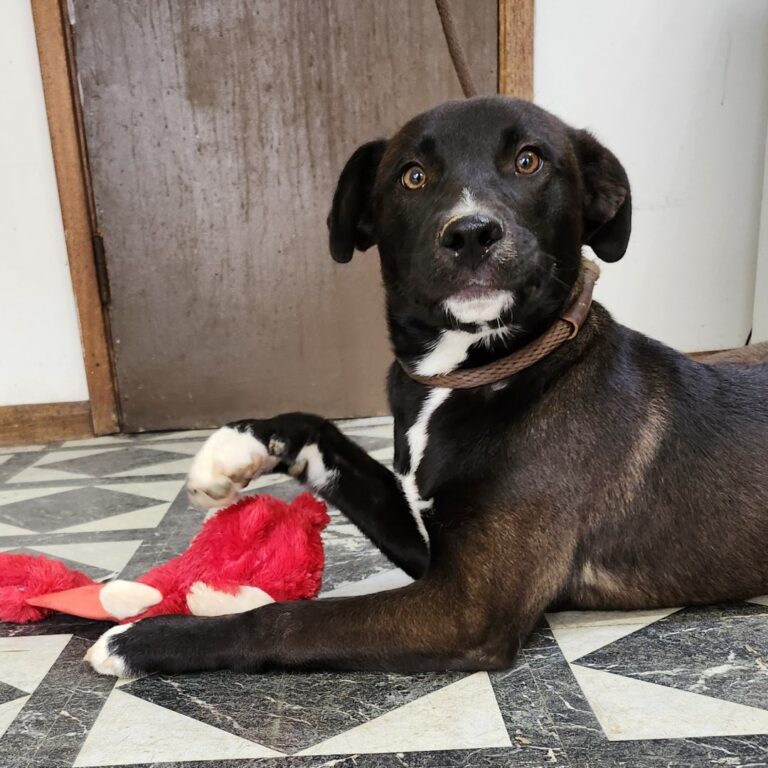 Adoptable Dog Nova