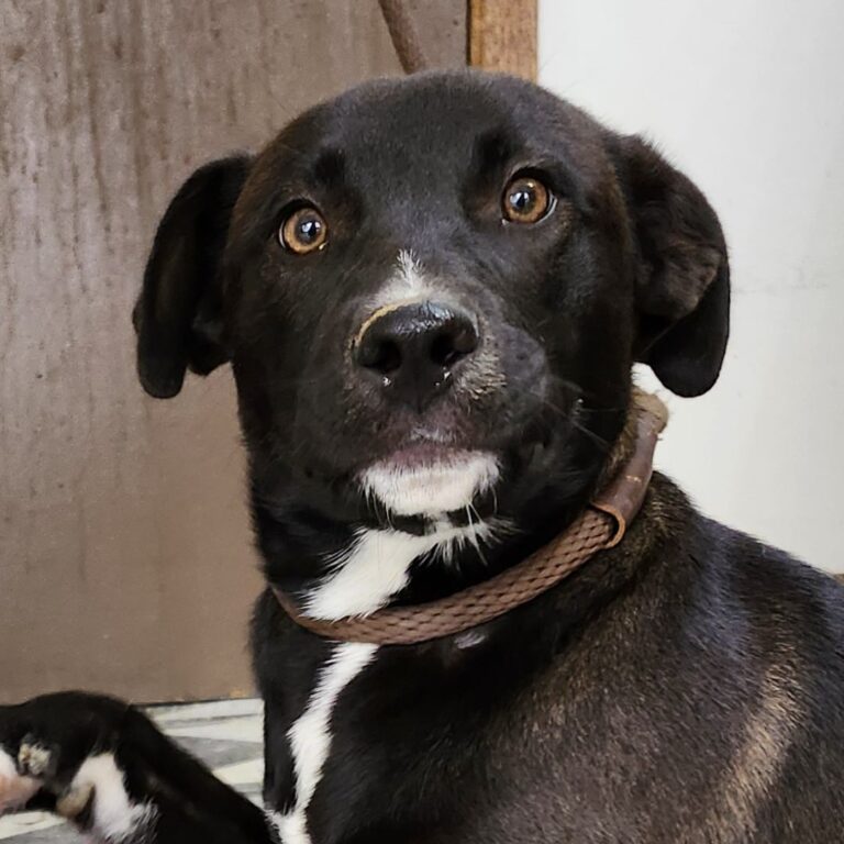 Adoptable Dog Nova