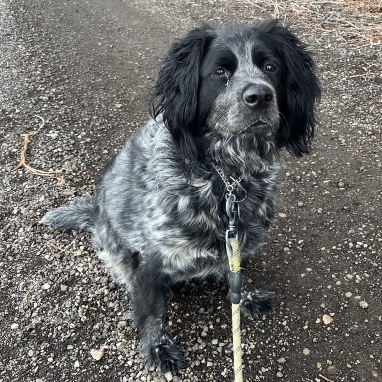 Adoptable Dog Padro