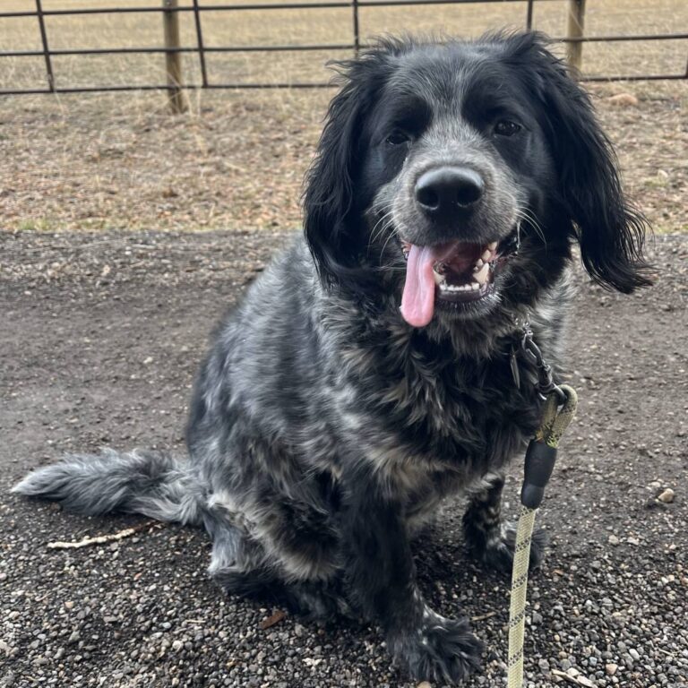 Adoptable Dog Padro