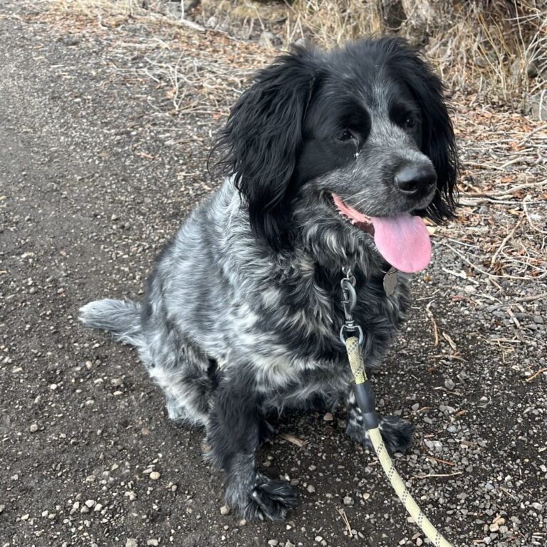 Adoptable Dog Padro