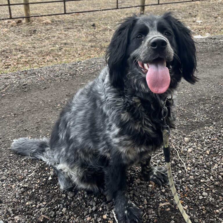 Adoptable Dog Padro