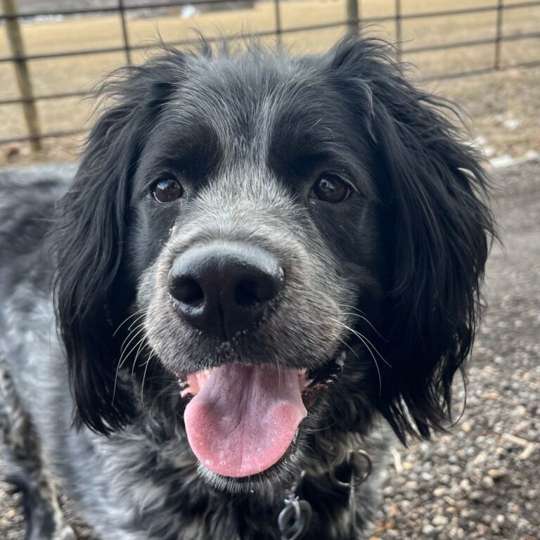 Adoptable Dog Padro