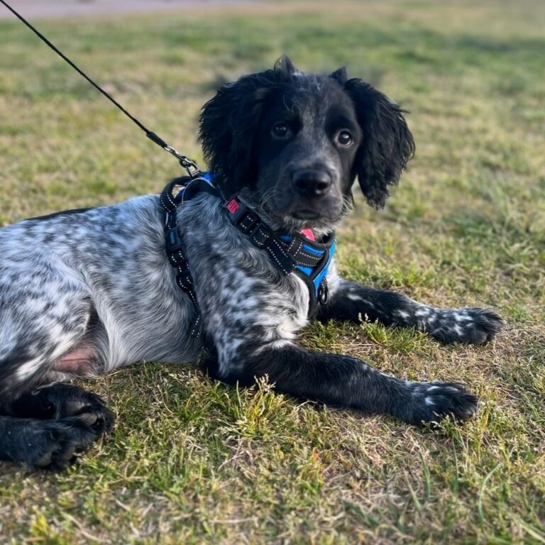 Adoptable Dog Panda