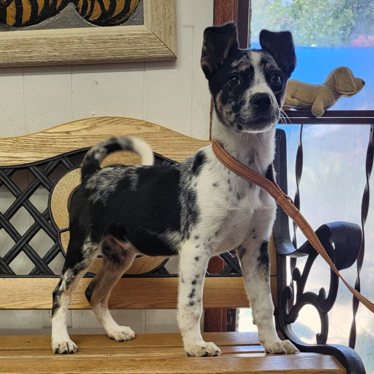 Adoptable Dog Paloma