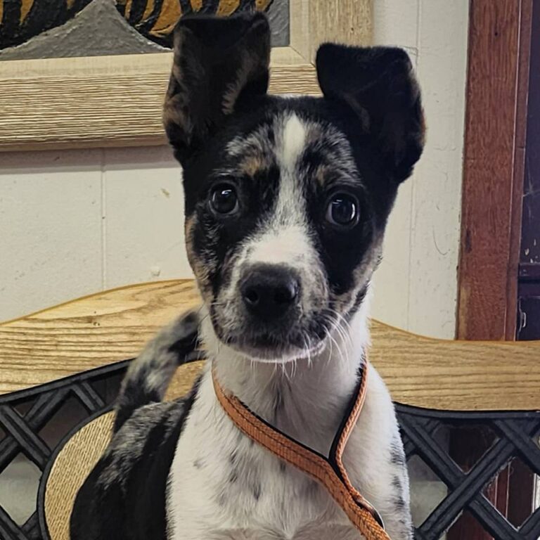 Adoptable Dog Paloma