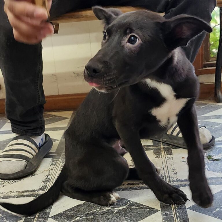 Adoptable Dog Smoochy Poo