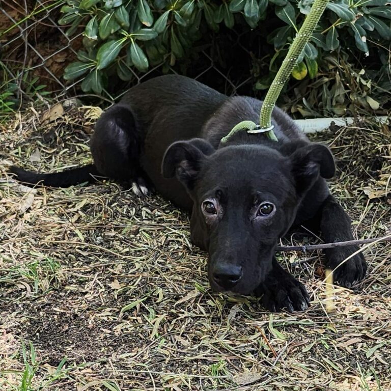 Adoptable Dog Smoochy Poo