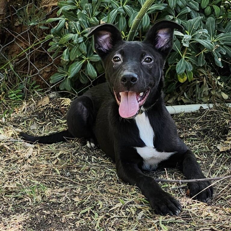 Adoptable Dog Smoochy Poo