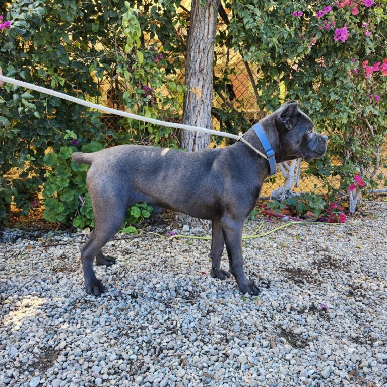 Adoptable Dog Sparrow
