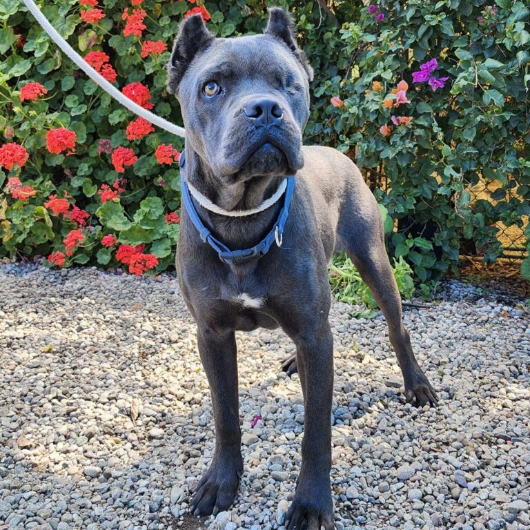 Adoptable Dog Sparrow