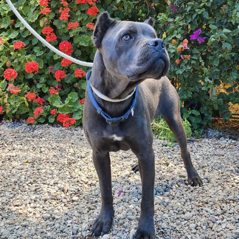 Adoptable Dog Sparrow