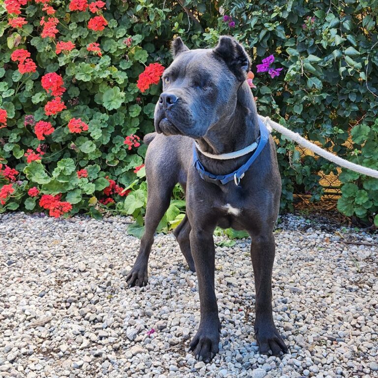 Adoptable Dog Sparrow