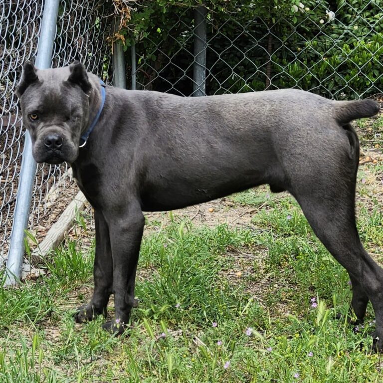 Adoptable Dog Sparrow