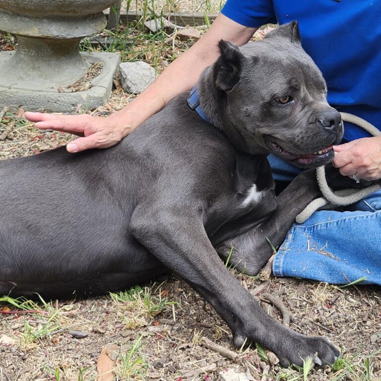 Adoptable Dog Sparrow