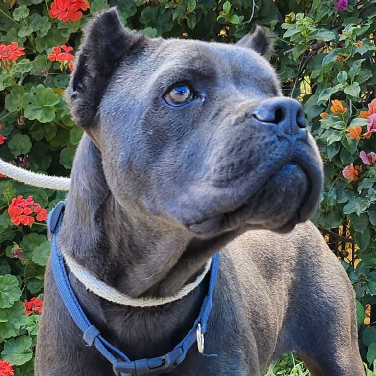 Adoptable Dog Sparrow