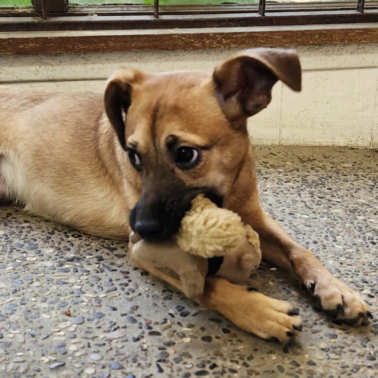 Adoptable Dog Sweet
