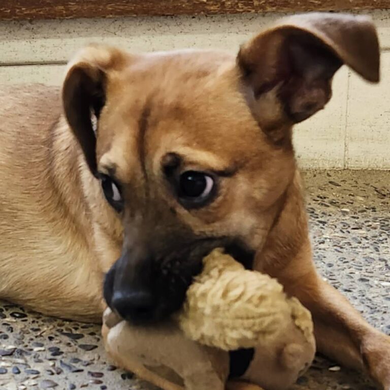 Adoptable Dog Sweet