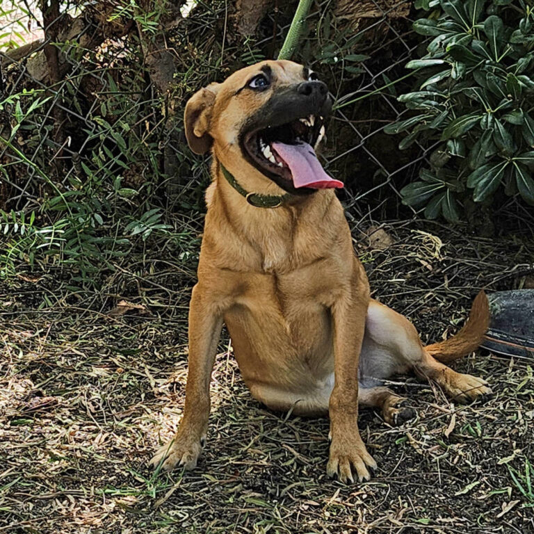Adoptable Dog Sweet