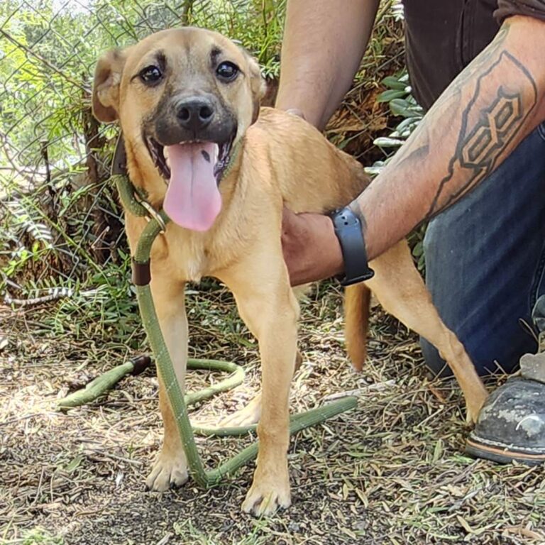Adoptable Dog Sweet