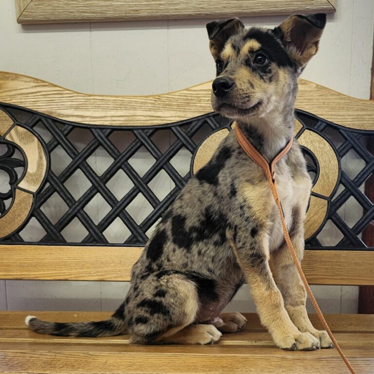 Adoptable dog Tequila