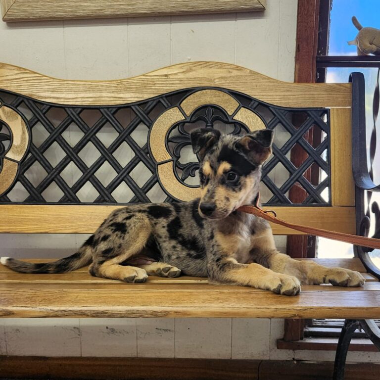 Adoptable dog Tequila
